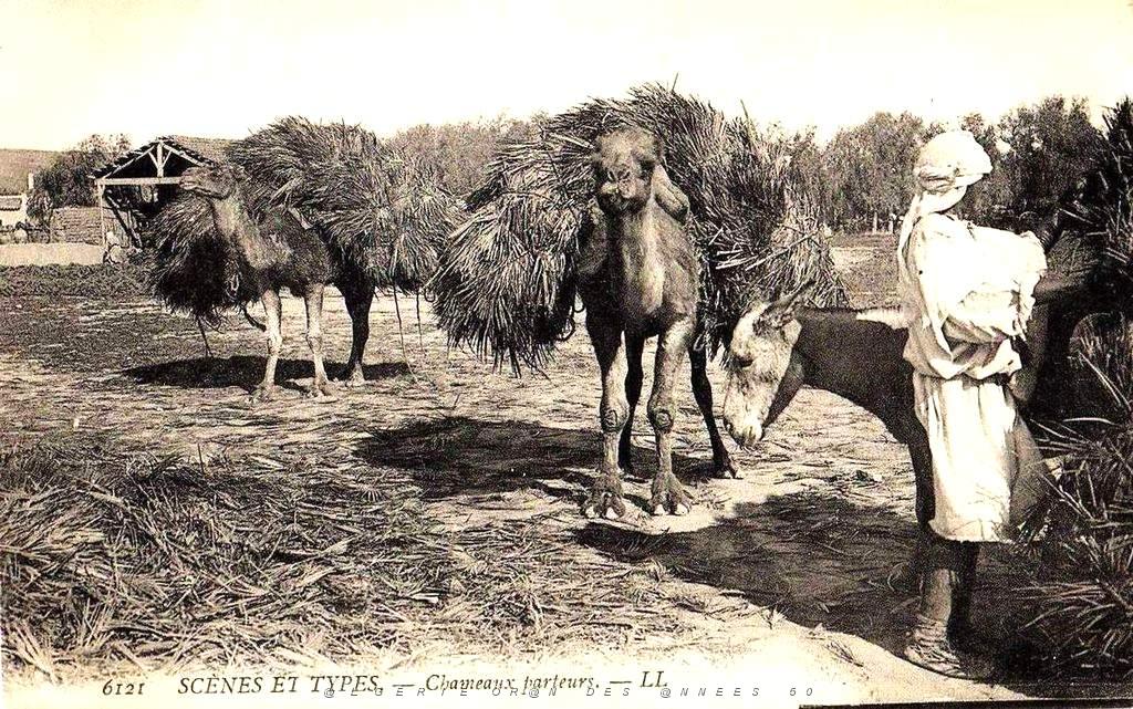 Sud oranais 19.jpg